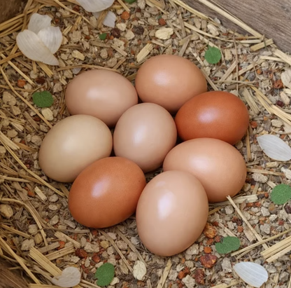 Armadura para Aves®  — Gallinas más sanas y más huevos en 30 días - Incluye GUÍA GRATIS + Envío Gratis